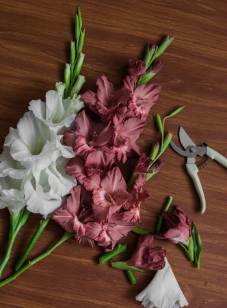 Care of cut gladiolus flowers - pruning with pruning shears on a wooden background, top viewの写真素材