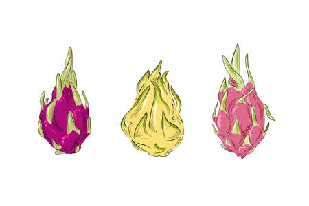 Dragon fruit graphics set. Hand drawn tropical food illustration. Pink, red and yellow summer dragon fruit. Botanical vintage sketch for label, juice and menu.のイラスト素材