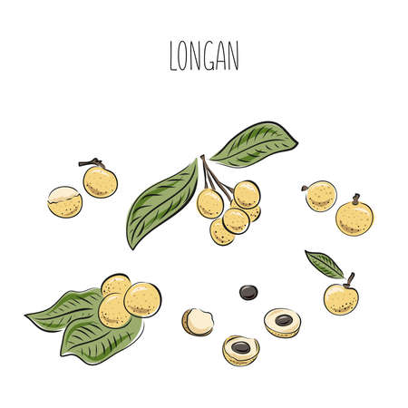 Longan vector drawing. Hand drawn tropical fruit illustration. Colorful summer fruit. Whole and sliced objects with leaves. Botanical vintage sketch for label, juice packaging design, menuのイラスト素材