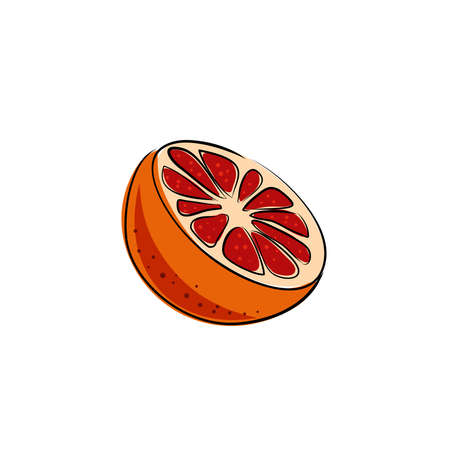 Grapefruit hand drawn on white isolated backdrop. Citrus fruit for gift card, healthy food shop , bath tile, juice pack. Phone case or cloth print art. Drawn style stock vector illustrationのイラスト素材