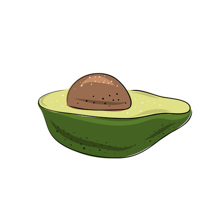 Vector set of hand drawn slice and whole avocado. Food vector illustration. Design for packaging, weddings, fabrics, textiles, wallpaper, website, postcardsのイラスト素材