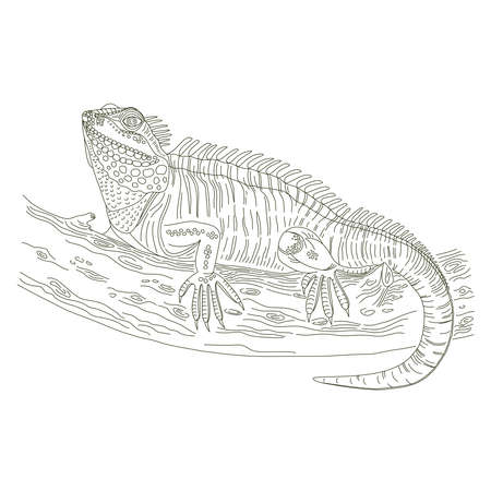 Iguana black line sketch in linear style on black background. Doodle vector illustration backdrop.のイラスト素材