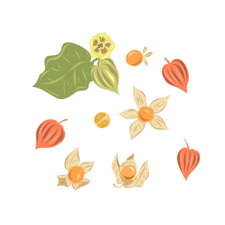 Big set superfoods. Vector illustration physalis, berries. Hand drawing flowers, leaves, small tomato, lanterns, Whole and half fruitのイラスト素材