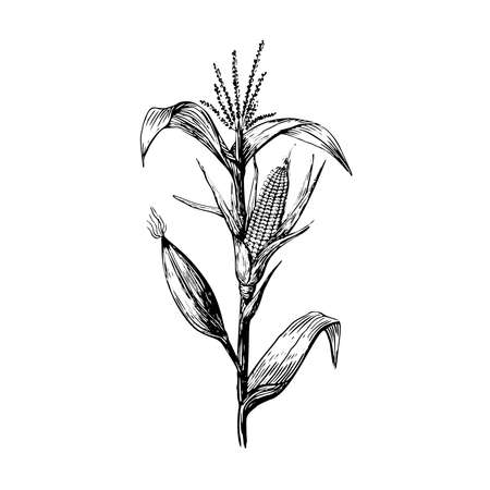 Stem and grains of corn in a sketch style hand drawing on a white background. Leaves and cob black contour line.のイラスト素材