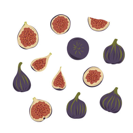 Fresh ripe delicious juicy figs whole and cut in half and quarter. Set of fruits isolated on white background. Vector hand drawn illustration.のイラスト素材