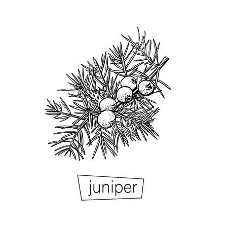 Vintage engraved illustration with black juniper cone sketch on white background for decorative design. Vector graphic hand drawn.のイラスト素材