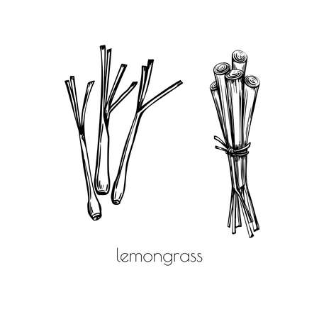 Lemongrass sketch black in doodle style on white background. Outline vector illustration. Art graphic illustration. Design element set.のイラスト素材