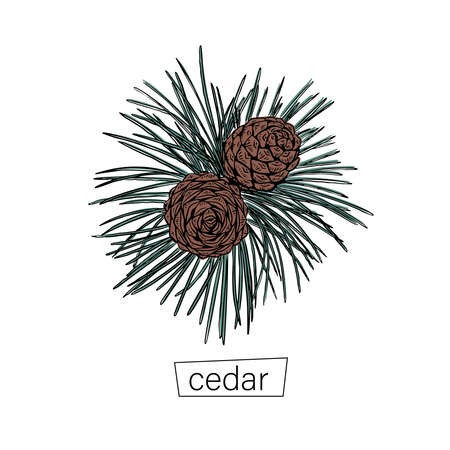 Vintage cedar sketch drawn, great design for any purposes. Modern art isolated vector graphic. Line drawing style.のイラスト素材