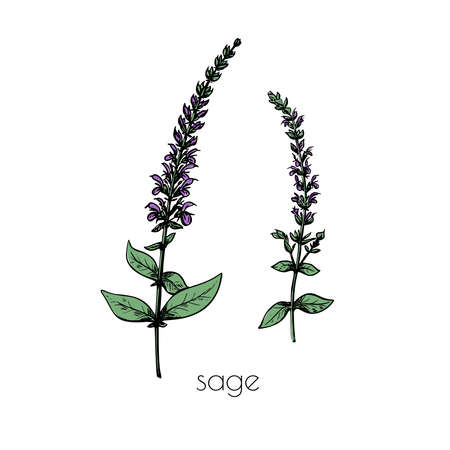 Sage sketch drawn in engraved style on black background. Decoration illustration. Art graphic vector design.のイラスト素材