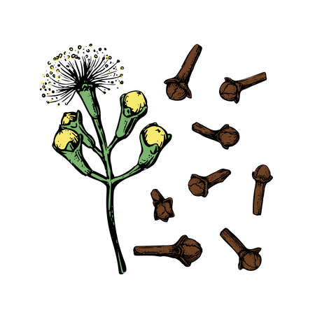 Green seeds clove flower sketch in retro style. Ink illustration. Isolated set. Vintage floral white background. Vector drawing.のイラスト素材