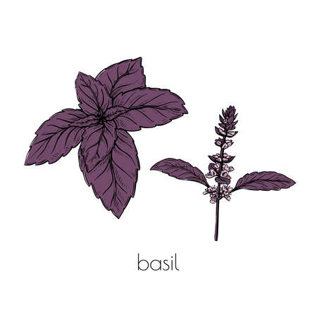 Purple basil flower sketch set in vintage style on white background. Vector drawing. Hand drawn line design.のイラスト素材
