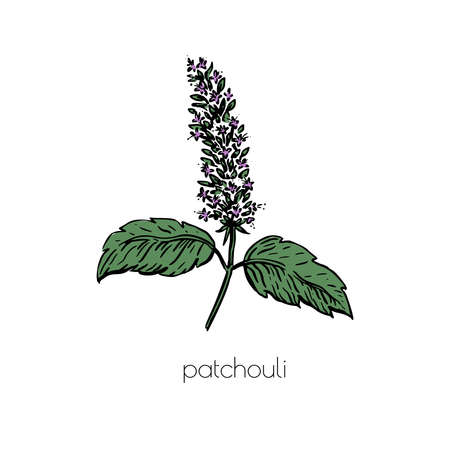 Patchouli sketch in vintage style. Nature background.
