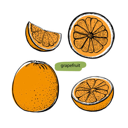 Modern grapefruit sketch set, great design for any purposes. Elegant style.. Outline illustration. Hand drawn fruit juice. Vector drawing.のイラスト素材