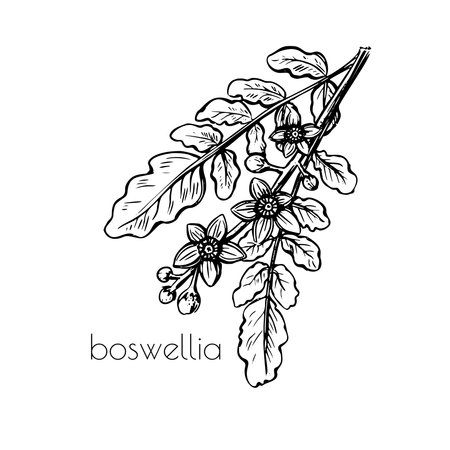 Retro set with boswellia flower leaves sketch. Template background. Vintage style. Botany decor. Natural art decoration.のイラスト素材