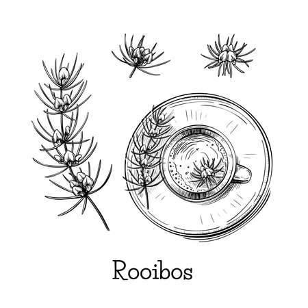 Beautiful hand drawn illustration with green rooibos flower sketch tea on black background. Vintage vector set. White background. Fresh healthy food. Floral branch drawing.のイラスト素材