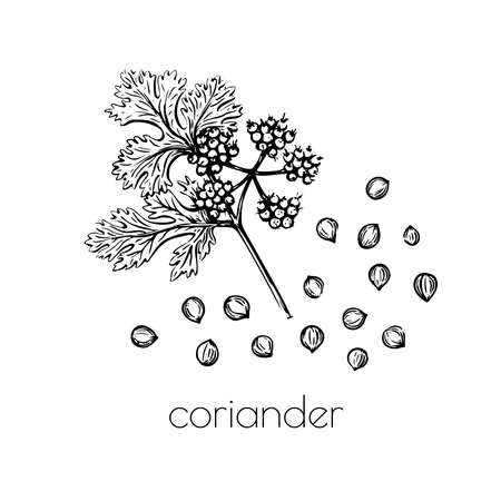 Green coriander sketch flower seeds on white background for print design. Vector illustration. Drawing engraving. Doodle set elementのイラスト素材