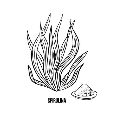 Algae - spirulina. Green and red edible algae. Black line ink sketch on a white background. Vector hand drawn illustration.のイラスト素材