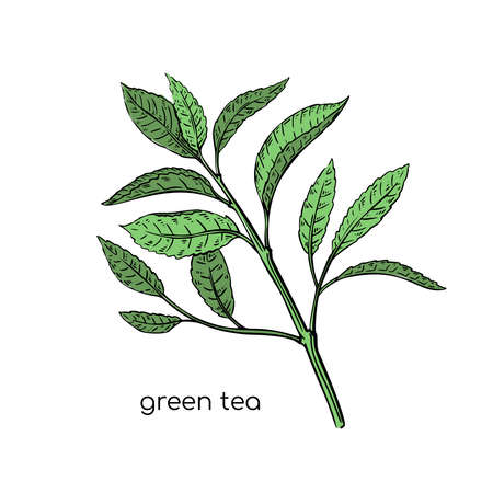 Green tea sketch plant in hand drawn style on white background. Line illustration. Vector isolated drawing. Fresh plant.のイラスト素材