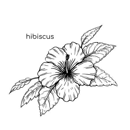 Hibiscus sketch flower in vintage style. Beautiful hand drawn with colorful on white background for textile design.のイラスト素材