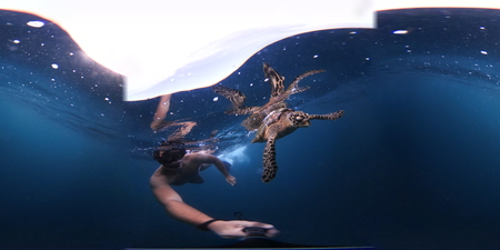 A young man plunging into a beautiful shallow. Guy swims with the Hawksbill Sea turtle floating in blue water. Realistic 4K animation. 360 degreses.の写真素材