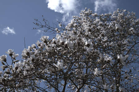 Blooming Magnolia tree in springの写真素材