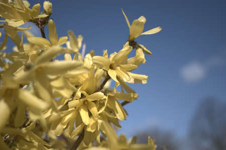 Blooming shrubs in spring
