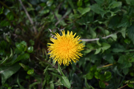 Dandelionの写真素材