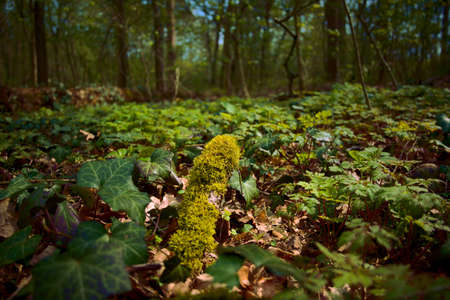 Ivy and moss in the forestの写真素材