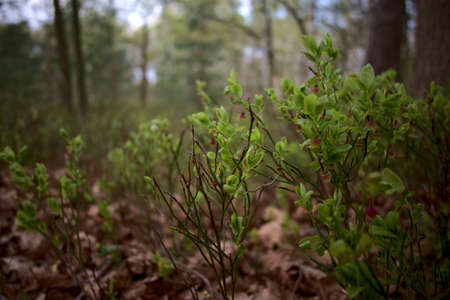 Berries in the Forestの写真素材