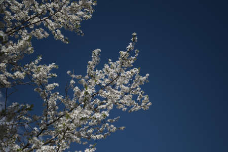 Blooming treeの写真素材