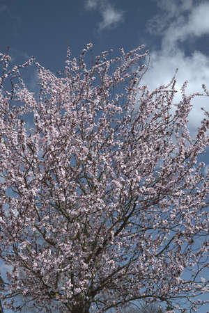 Blooming treeの写真素材