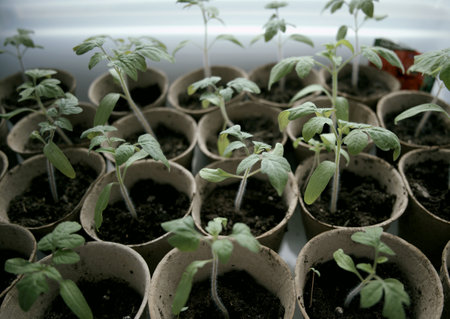 Tomato seedlingの写真素材