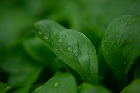 Water drops on a Vegetable rapunzelの写真素材