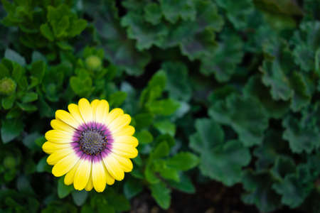 yellow chrysanthemum in green leavesの写真素材