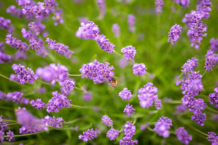 Lavender flower