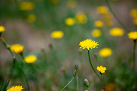 field of dandelionsの写真素材
