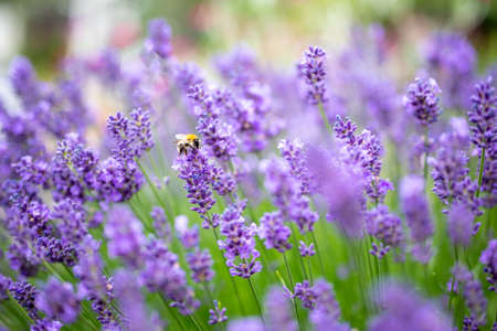 Lavender flowerの写真素材