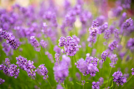 Lavender flowerの写真素材