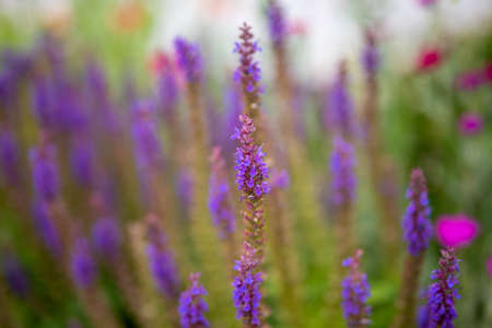 Lavender flowerの写真素材