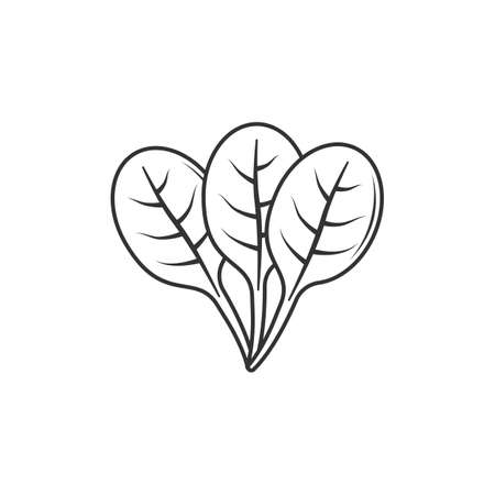 Outline icon of spinach. Vegetable icon. Fresh, fiber, vegetable, healthy, vitamin and  leaf. spinach cartoon.のイラスト素材
