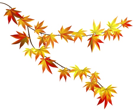 Autumn branchのイラスト素材