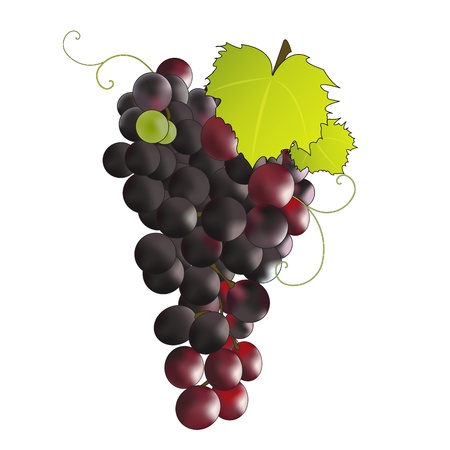 Bunch of black grapes.のイラスト素材