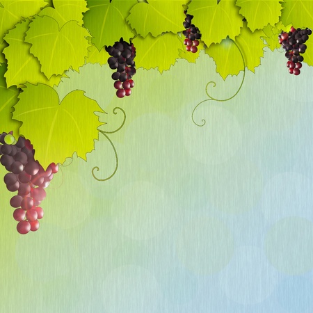 Grapevine with rainy textureの写真素材