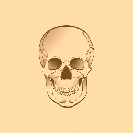 Illustration of human skullの写真素材