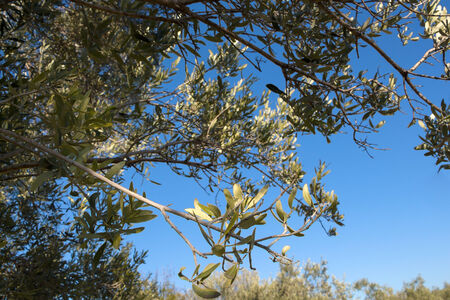Olive tree branches against blue sky の写真素材