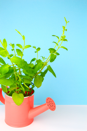 Potted fresh green Mint on tableの写真素材