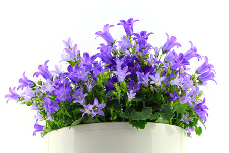 Potted Campanula Portenschlagiana isolated on white backgroundの写真素材