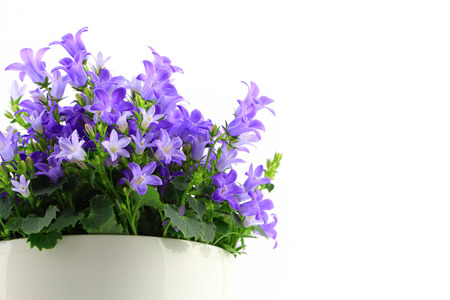 Potted Campanula Portenschlagiana isolated on white backgroundの写真素材