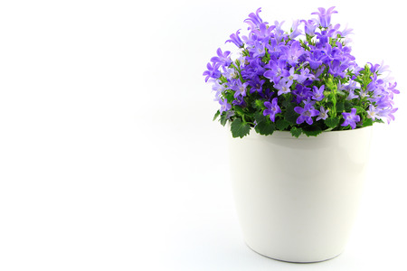 Potted Campanula Portenschlagiana isolated on white backgroundの写真素材