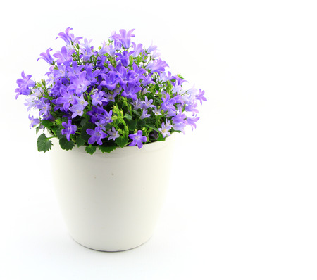 Potted Campanula Portenschlagiana isolated on white backgroundの写真素材